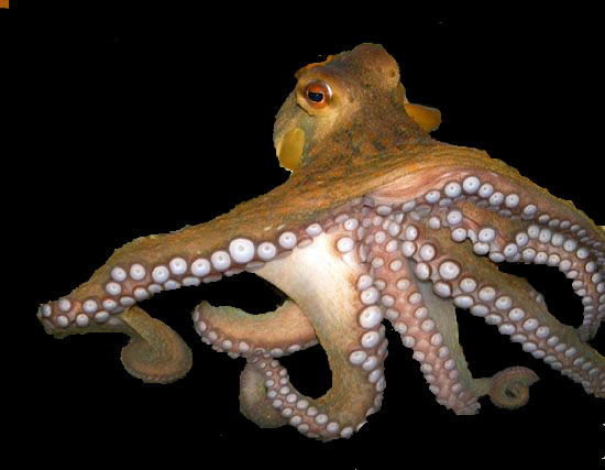 image: octopus